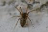 Tenuiphantes sp.